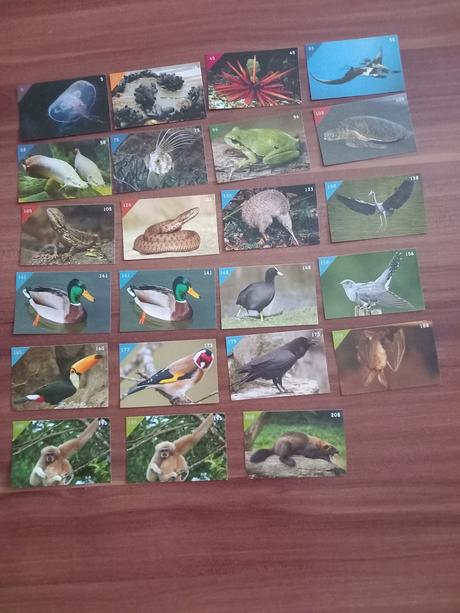 Nálepky animal kingdom,