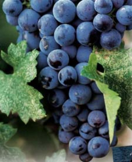 Kupón na víno v hodnote 40 eur, 