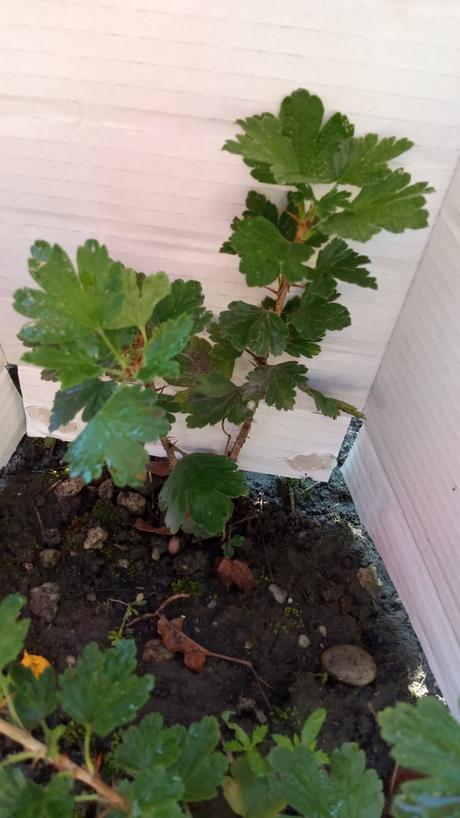 Sadenice drobného ovocia,