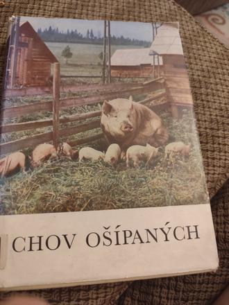 Chov ošípaných,