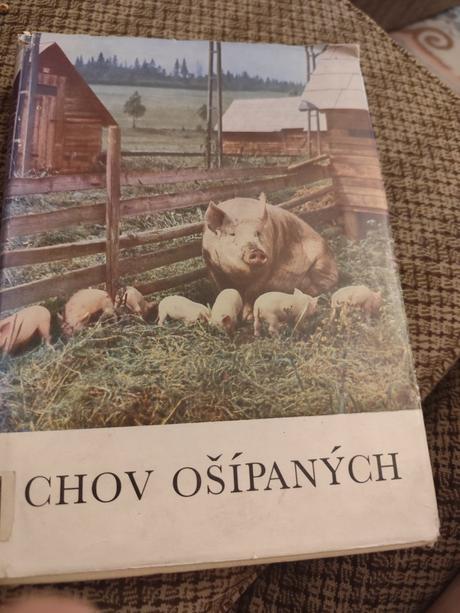 Chov ošípaných,