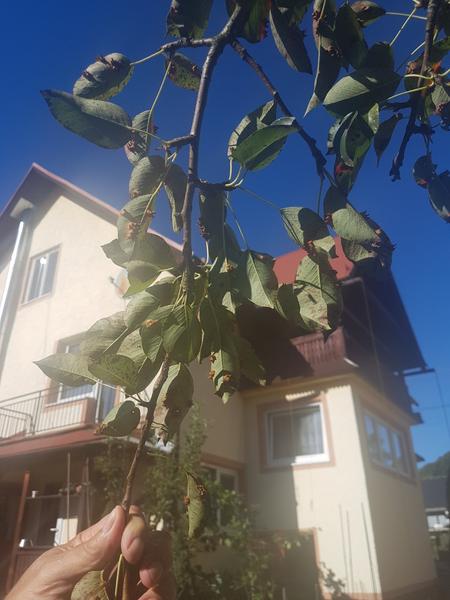 Aký škodca mohol napadnúť hrušku?