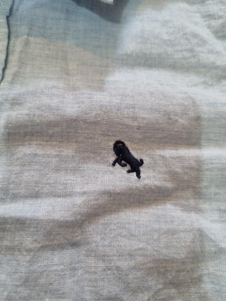 Frajerska kosela, l.o.g.g.,122