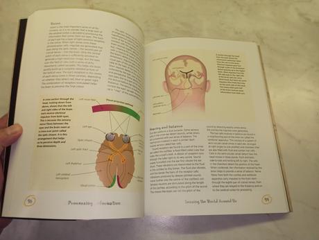 Alfred david - th secret life of the brain, 