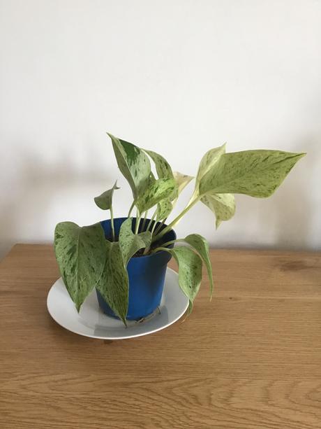 Pothos marble queen, 