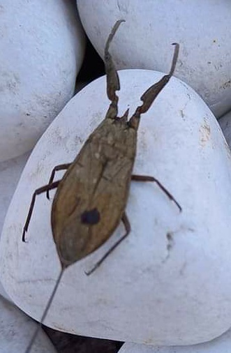 Identifikácia chrobáka veľkosťou ako bzdocha