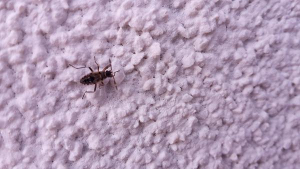 Čo to tu máme za chrobáky?