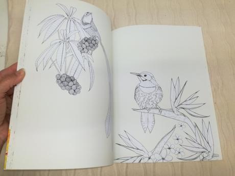 Daisy fletcher birdtopia coluring book nau19,