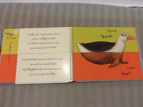 Alex scheffler flip flap frozen sp22, 