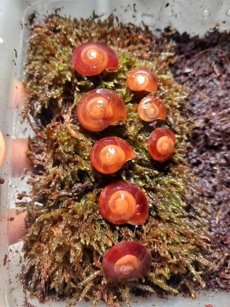 Pleurodonte exellens, 