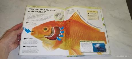 Dk why encyclopedia,