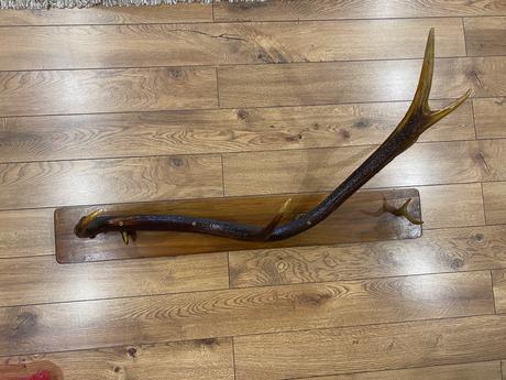 Veľký paroh / parožie na podstavci,