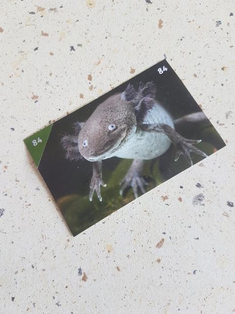 Nálepka do zbierky animal kingdom, 