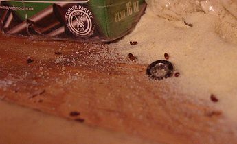 Červotoč špajzový