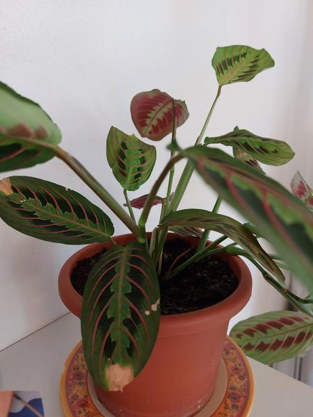 Maranta - suché fľaky