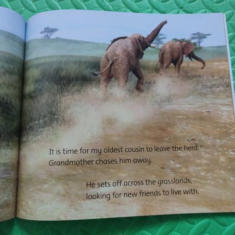 Wild world elephant,