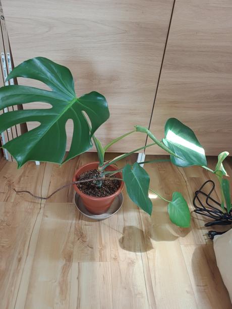 Monstera,