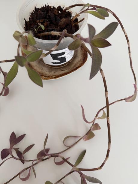 Izbová ťahavá rastlina tradescantia č.5 za 3eur,