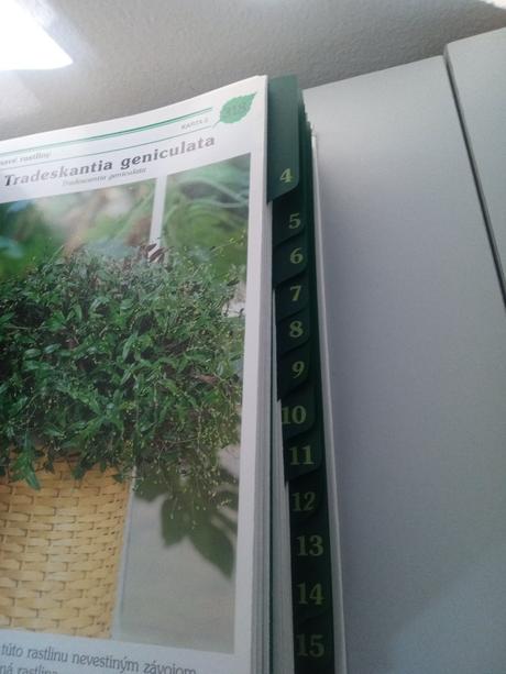 Izbové kvetiny od apo z, 