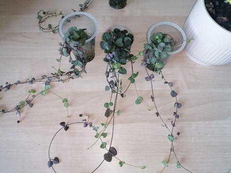 Izbové rastliny / kvety, 