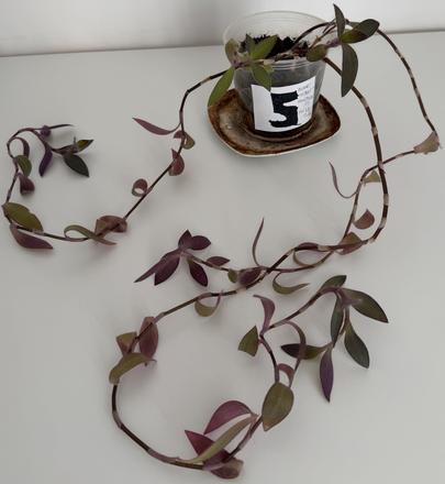 Izbová ťahavá rastlina tradescantia č.5 za 3eur,