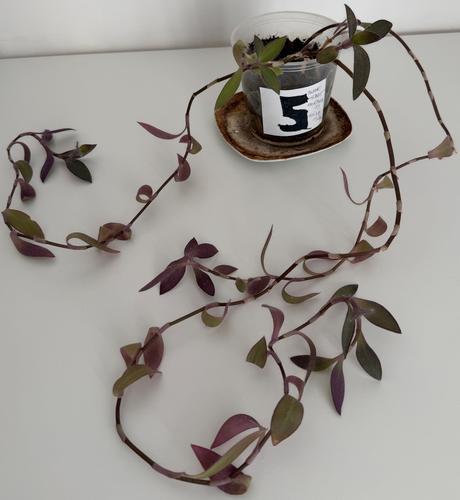 Izbová ťahavá rastlina tradescantia č.5 za 3eur,