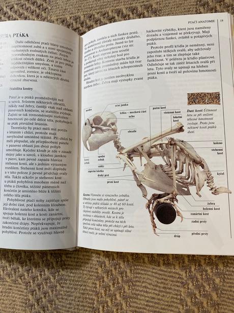 Krásna kniha vaše ptactvo david alderton,