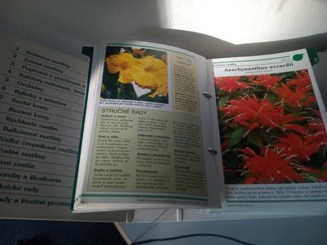 Izbové kvetiny od apo z, 