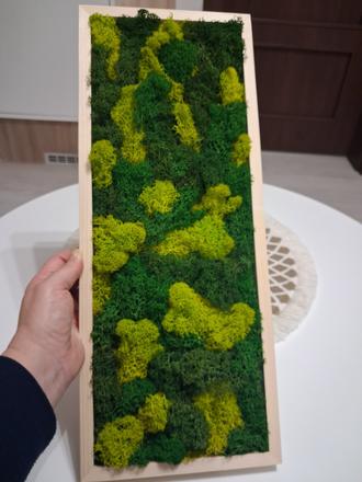 Machový obraz- lišajník, 