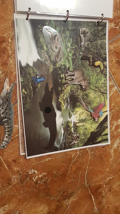 Triedenie zvierat podla prostredia, 