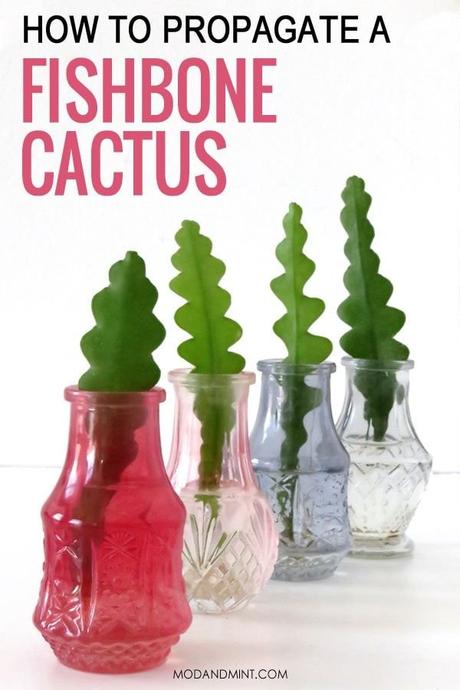Rastliny kaktus fishbone 2e, 
