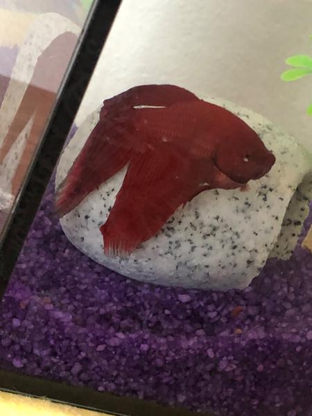 Je moja Betta ryba prežratá?