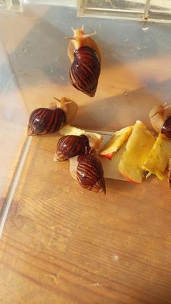 Africký slimák lissachatina, 