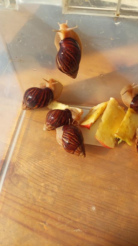 Africký slimák lissachatina, 