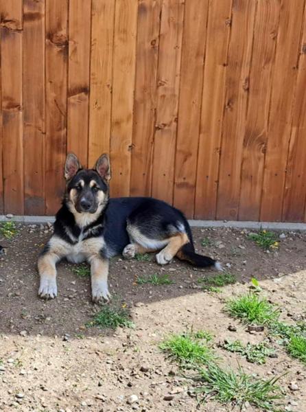 Kamarátka daruje fenku v dobrom domove