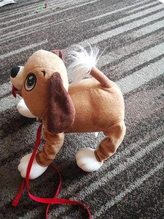 Mam na predaj psa floppyho,