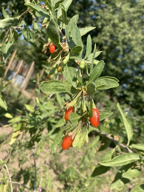 Goji-džemik alebo len tak na lyžičku, 