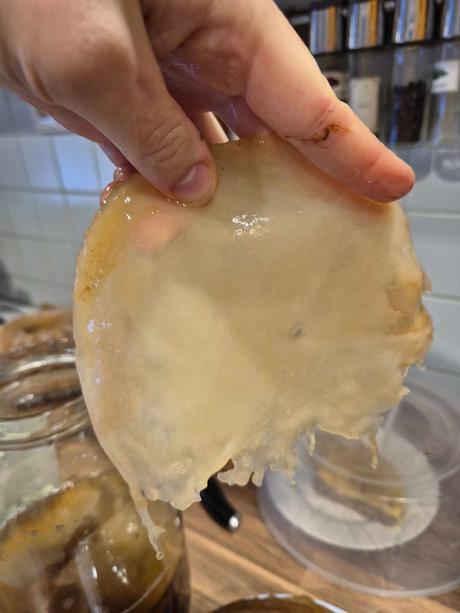 Scoby na kombuchu, 