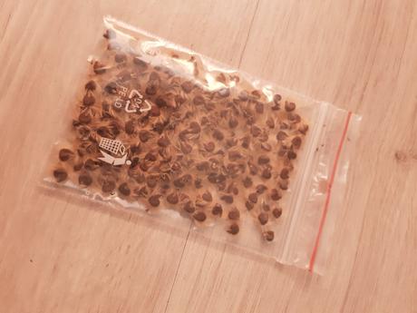 Semienka ibišteka ružového, 