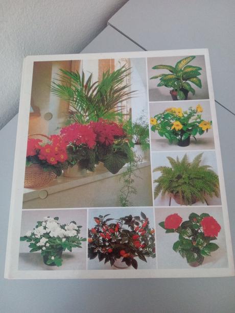 Izbové kvetiny od apo z, 