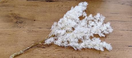 Sušená rastlina - biela - 30 gramov, 