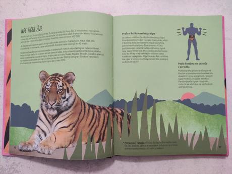 Stretnutie s tigrom, 