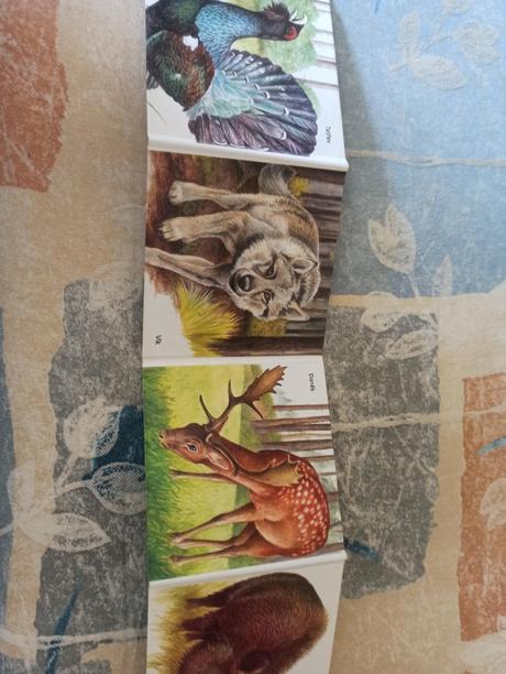 -leporelo, v lese, citana, 