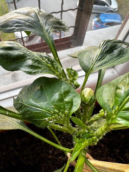 Balkónoví záhradkári - monštrá na paprike