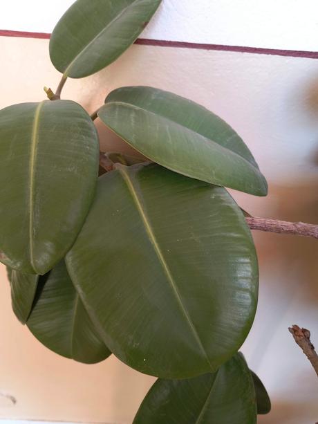 Predám kvet fikus., 
