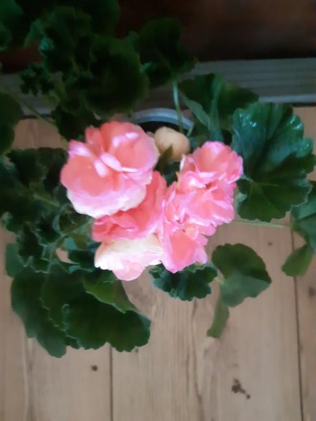 Krásny ruzickovy muškát salmon antique, 