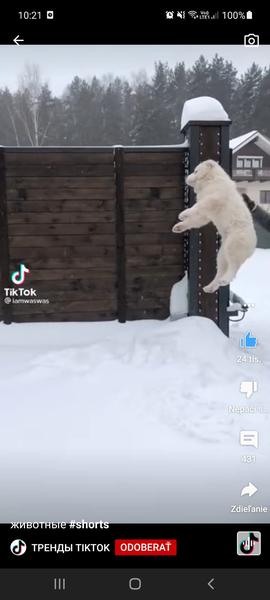 Aká rasa psa je to?