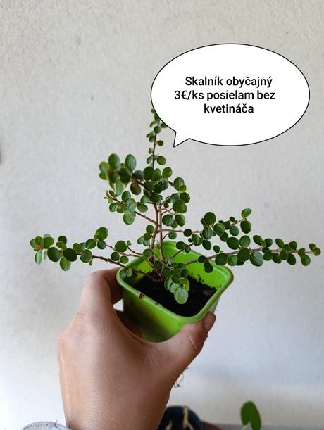 Alchemilka, skalník, 