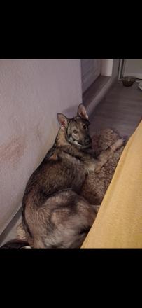 Darujem šteniatko českoslov.ovčiaka, 