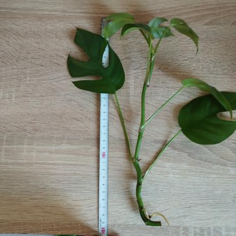 Monstera minima, 